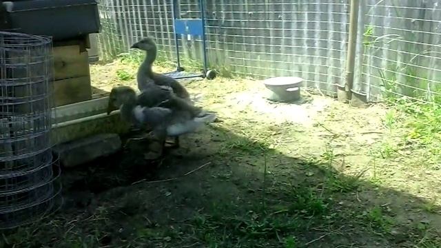 Гусята породы "крупный серый" смотреть онлайн