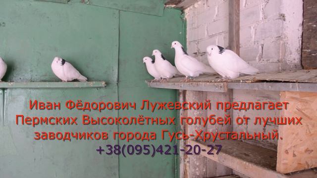 Пермские голуби Лужевского И.Ф. смотреть онлайн