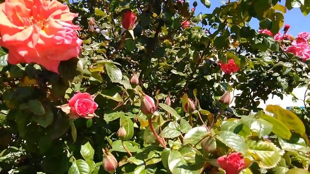 Прекрасная АНАПА! смотреть онлайн