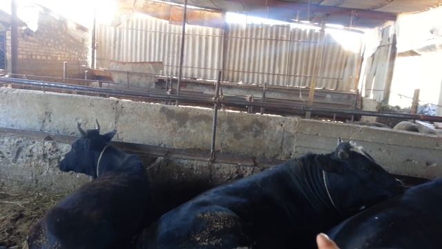 (84)Веса бычков смотреть онлайн