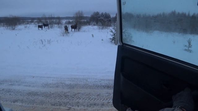 Лоси 30 12 22 смотреть онлайн