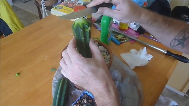 Grafting Lophophora Williamsii to Trichocereus Pachanoi смотреть онлайн