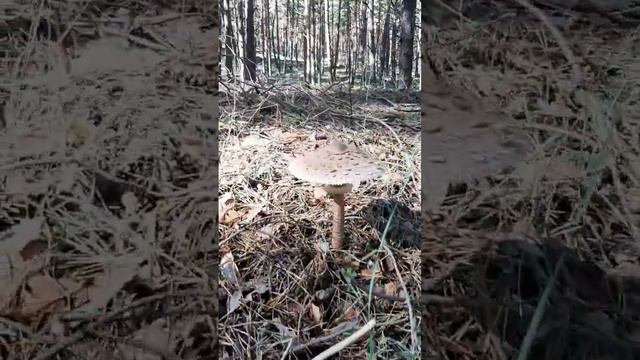 Грибы зонтики пёстрые Макролепиота съедобные смотреть онлайн