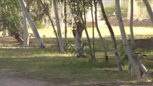 Морварид. Часть 2 смотреть онлайн