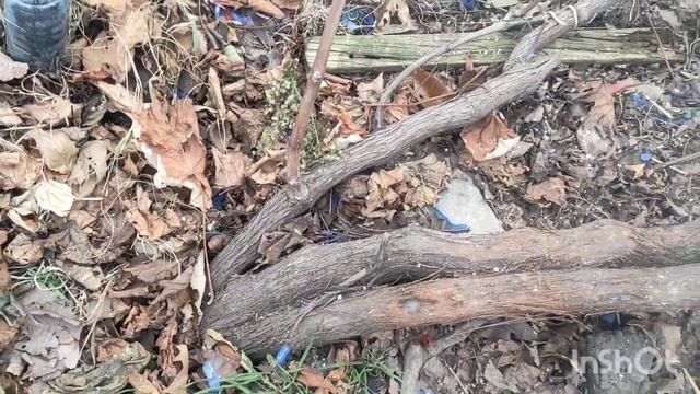 укрытие виноградника на зиму