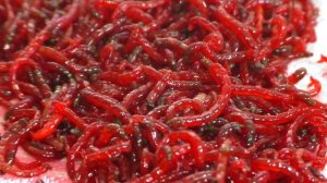 Как сохранить мотыля до весны ,советы для рыбалки. My fishing