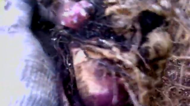 VID 20190925 110750 якон под деревом смотреть онлайн