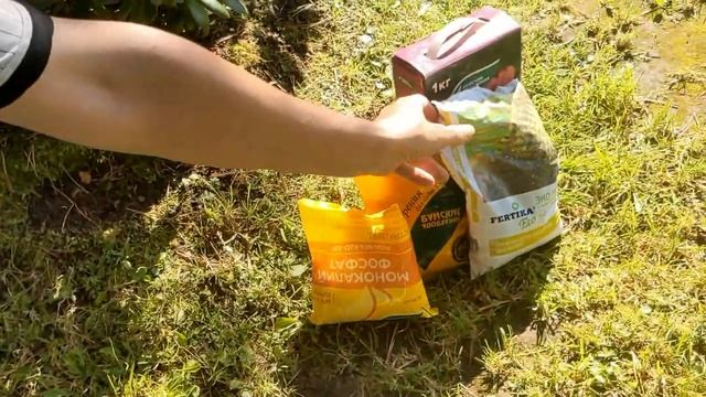 ВАЖНО ‼️‼️‼️Какие удобрения НЕ опасны для Рододендронов/В гостях у Игоря? смотреть онлайн