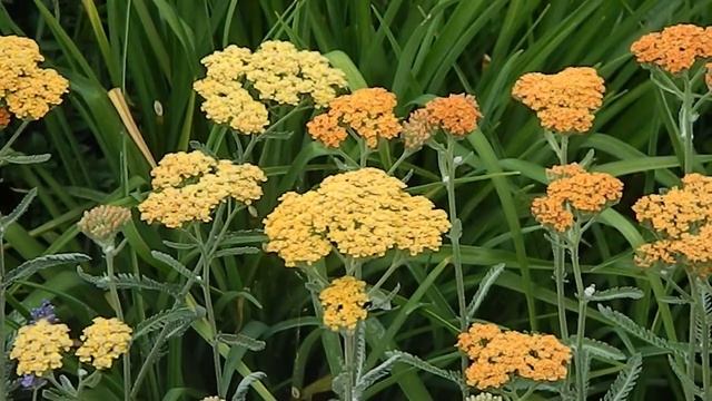 Achillea millefolium 'Terracotta' смотреть онлайн