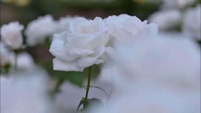 Лекция "Кто и что мешает нам вылечиться?" смотреть онлайн