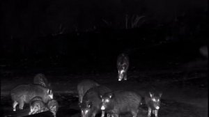 Охота с арбалетом