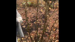 Обрезка колоновидной груши.