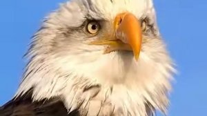 полет кондора