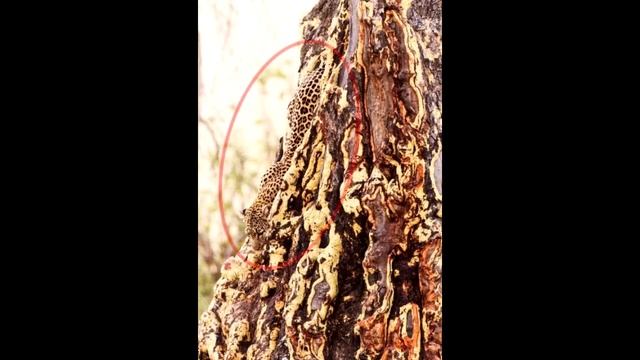 Маскировка. Маскировка животных. смотреть онлайн