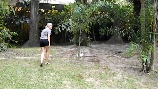 Кау хео открытый зоопарк в погоне за плей боем! смотреть онлайн