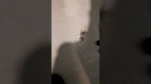 Viessmann настенный котёл, ошибка F05