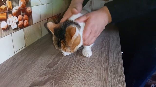 Кошечка подросток Симочка очень хочет быть домашней! Обратите внимание на трёхцветную красавицу!!! смотреть онлайн
