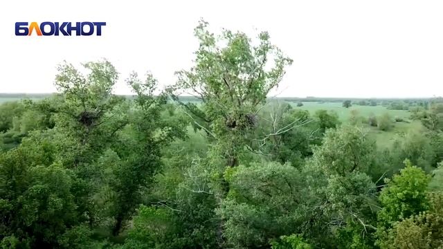Самые большие птицы России орланы - белохвосты живут в Ростовской области смотреть онлайн