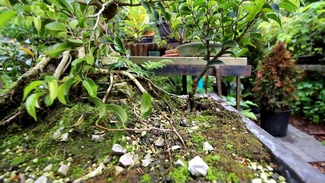 Ginseng Ficus bonsai work and tree updates, The Bonsai Zone, Sept 2018 смотреть онлайн