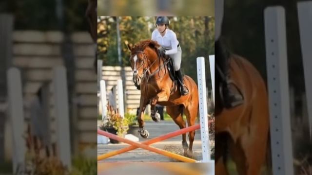 Эдит / Конный Спорт / Эдит ??? смотреть онлайн