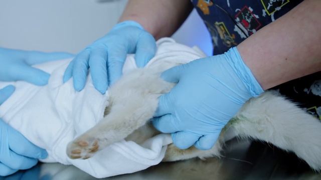 Как сделать укол кошке Ставим укол внутримышечно и в холку смотреть онлайн