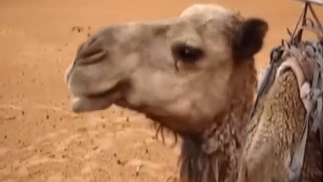 Alauda Arvensis Orchestra. The Meditating Camel смотреть онлайн