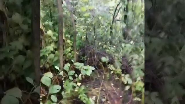Пошли посмотреть на старый дом где раньше жила бабушка. смотреть онлайн