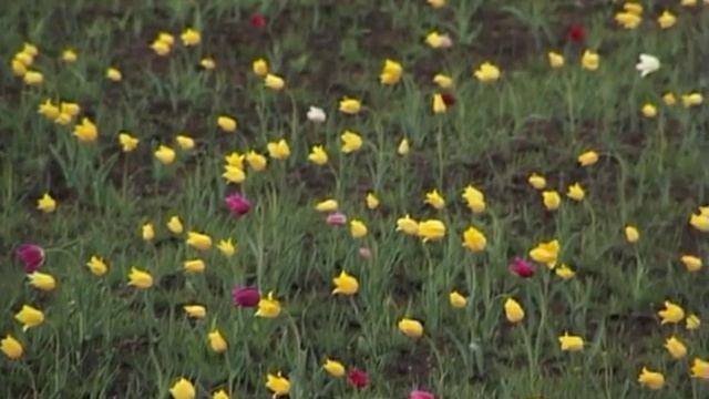 Тюльпан Геснера. Удивительное и очень редкое растение. смотреть онлайн