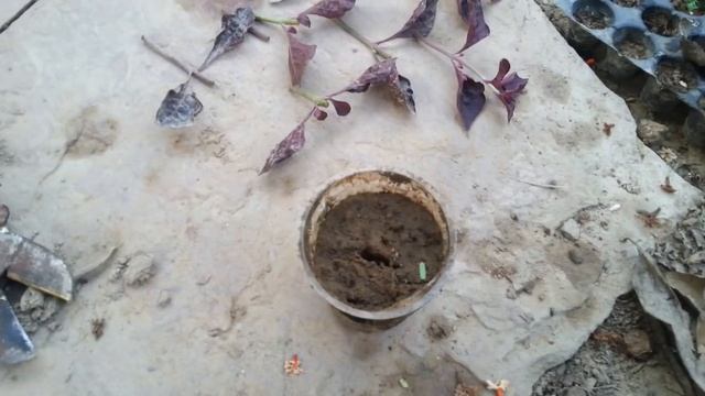 Alternanthera planting || Home garden Home/Garden смотреть онлайн