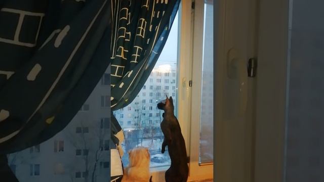Кого он там увидел? #Милота️️ #Сфинкс#Животные смотреть онлайн