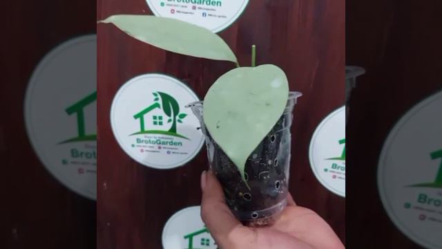 Hoya coriacea silver very rare from Indonesia. смотреть онлайн