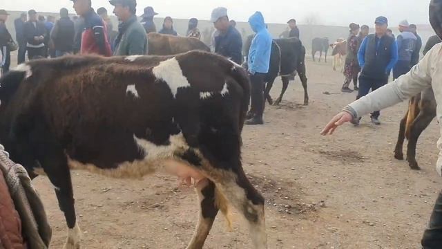 JIZZAX VILOYATI PAXTAKOR TUMAN MOL BOZORI 2023.JIZZAX #KAMOLIDDIN UZ