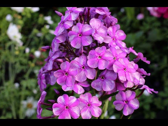 Флоксы Колесо Фортуны и Глут смотреть онлайн