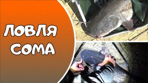 ЛОВЛЯ СОМА