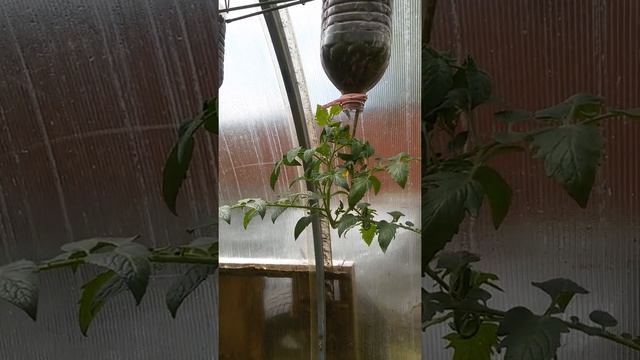 Помидоры в бутылках.