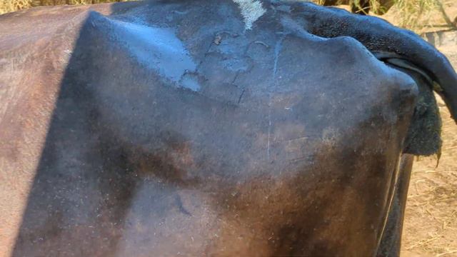 bañando las vacas para las garrapatas una ves más tienen muchas смотреть онлайн