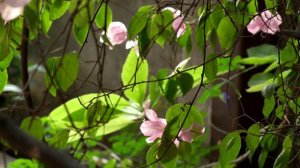 Домик в деревне