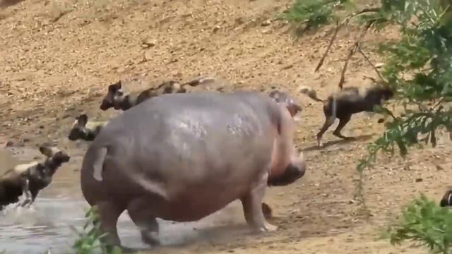 Ушбу Хайвонлар Жанги Барча Рекордларни Янгилади смотреть онлайн