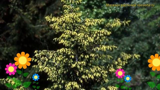 Ель восточная Ауреоспиката. Краткий обзор, описание характеристик picea orientalis Aureospicata смотреть онлайн