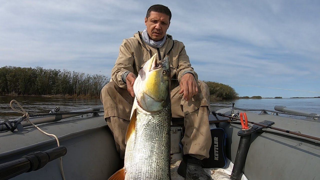 СПИННИНГ В УЗЕЛ! Поклёвка каких ещё не видел. Амурский хищник Elopichthys bambusa смотреть онлайн