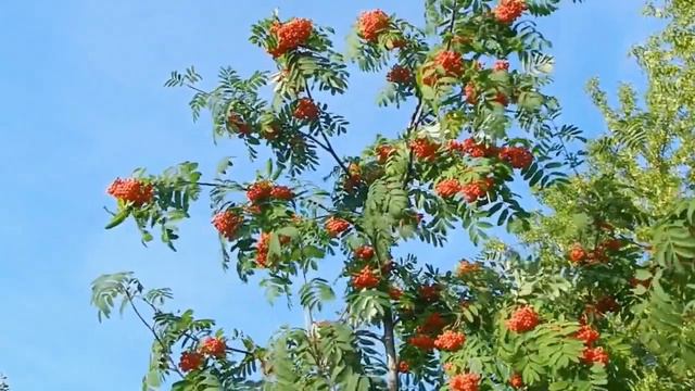 Рябиновый огонь смотреть онлайн