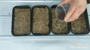 Микрозелень брокколи на льняных ковриках