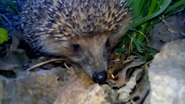 Ёжик в ярушинском парке смотреть онлайн