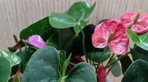 Мужское счастье ( антуриум) лучшее удобрение