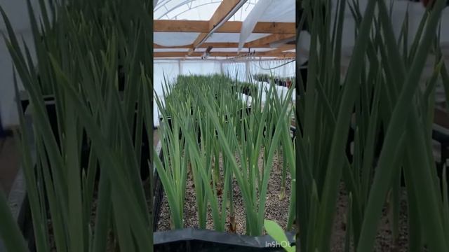 Выгонка ириса к 8 марта! 6 недель после посадки. смотреть онлайн