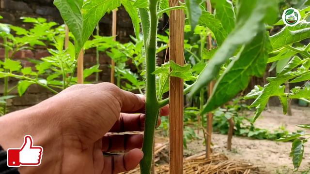 টমেটো গাছের 3g কাটিং | Tomato 3g Cutting Bangla | টমেটো চাষ পদ্ধতি смотреть онлайн