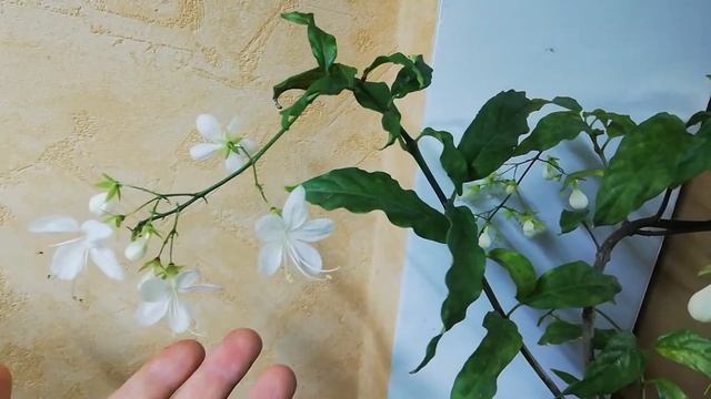 Клеродендрум Шмидта Clerodendrum schmidtii смотреть онлайн