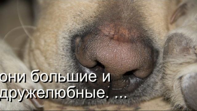 Собака — это не просто друг человека, это часть семьи! смотреть онлайн