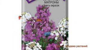 Вечерница матроны обыкновенный Смесь окрасок ? обзор: как сажать, семена вечерницы матроны