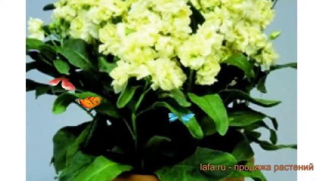 Маттиола обыкновенный Еллоу ? обыкновенный маттиола Еллоу обзор: как сажать, семена маттиолы Еллоу смотреть онлайн